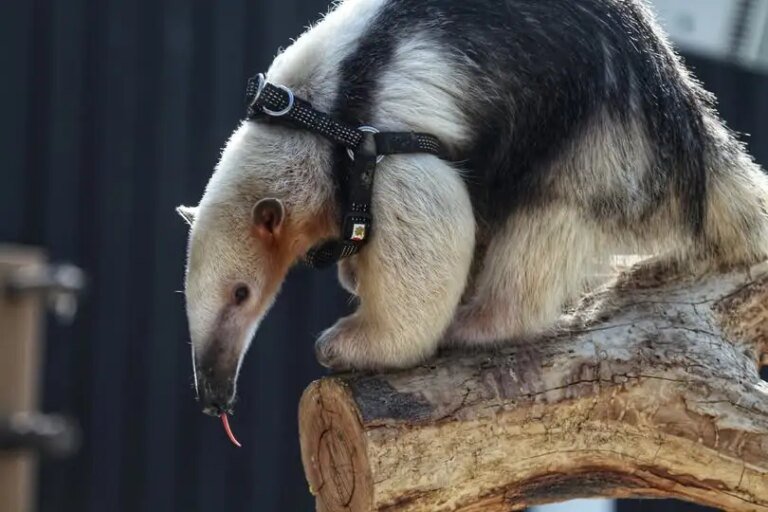 Το μωρό Tamandua από τον ζωολογικό κήπο του Ντένβερ πεθαίνει αφού γεννήθηκε πρόωρα