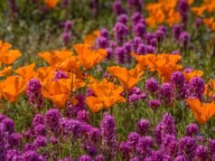 Αυτή η ζέστη και η ξηρασία θα μπορούσαν να ξεκινήσουν την υπεράνθιση του 2026