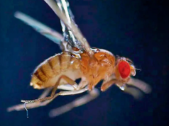 Τα μικρά σκουλήκια χρησιμοποιούν στατικό ηλεκτρισμό για να πηδούν και να μολύνουν τα ιπτάμενα έντομα