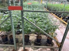 Το Ντένβερ ανακαλεί την άδεια ιατρείου μαριχουάνας αφού συνδέθηκε με διακρατική υπόθεση ναρκωτικών και παραβιάσεις κώδικα