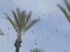 Μια μάστιγα μελισσών πλημμυρίζει το Ισραήλ σε μια φρικτή σκηνή που συνδέεται με τη βιβλική προειδοποίηση του Roy