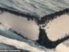 Ένα ταξίδι φάλαινας! Το Humpbacks ολοκλήρωσε τη μεγαλύτερη διέλευση ωκεανού που έχει καταγραφεί ποτέ – ταξιδεύοντας περισσότερα από 9.300 μίλια από την Αυστραλία στη Βραζιλία.