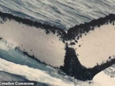 Ένα ταξίδι φάλαινας! Το Humpbacks ολοκλήρωσε τη μεγαλύτερη διέλευση ωκεανού που έχει καταγραφεί ποτέ – ταξιδεύοντας περισσότερα από 9.300 μίλια από την Αυστραλία στη Βραζιλία.