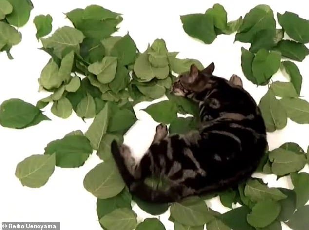 108775269-15836947-Researchers_say_that_silver_vine_scientifically_known_as_Actinid-a-61_1779363590498.jpg