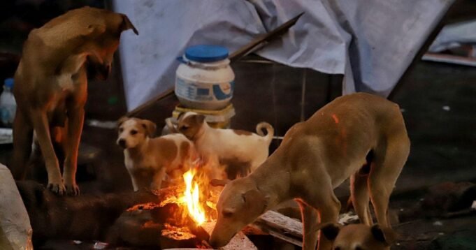 12stray-dogs.jpg