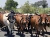 Σύγκρουση στο Χαϊντεραμπάντ: Τι πυροδότησε τη βία κατά τη μεταφορά βοοειδών;