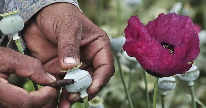 1779189349_14opium.jpg