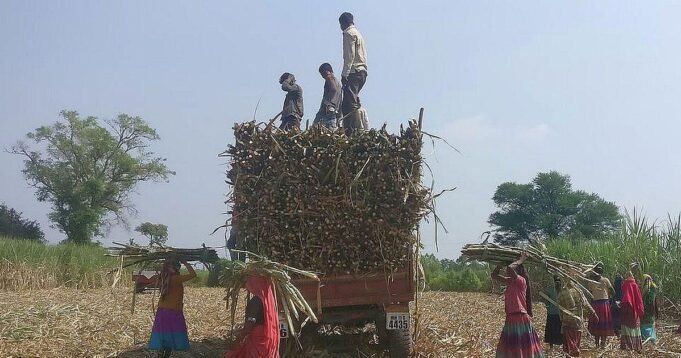 1779419875_05sugarcane.jpg