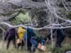 Η Αργεντινή αναζητά την πηγή της επιδημίας του hantavirus, παγιδεύει αρουραίους στη νοτιότερη πόλη