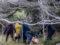 Η Αργεντινή αναζητά την πηγή της επιδημίας του hantavirus, παγιδεύει αρουραίους στη νοτιότερη πόλη