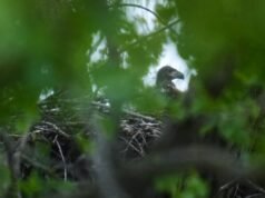 Τα νεογνά Wild Bald Eagle μπορεί να είναι η πρώτη πόλη των ΗΠΑ για περισσότερα από 100 χρόνια