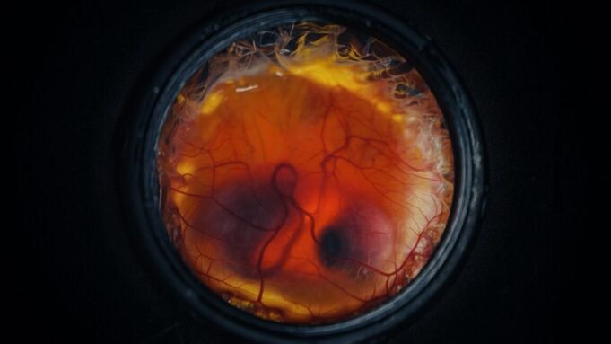 EmbryoDevelopment-1152x648.jpeg