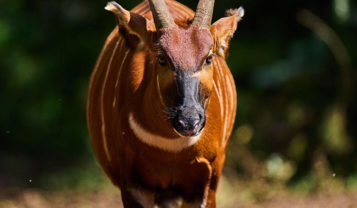 Kenya_Mountain_Bongo_94438_c0-1114-5349-4234_s1200x700.jpg