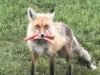 Outfoxed: Η καναδική αστυνομία ανακάλυψε τον τετράποδο ένοχο που ξέφυγε με μια μπουκιά χοτ ντογκ