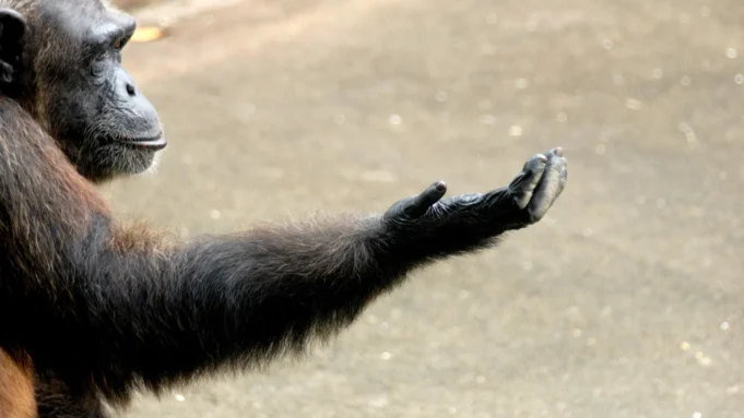 chimpanzee-extending-hand.webp.webp