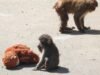 2 Αμερικανοί συνελήφθησαν στην Ιαπωνία επειδή σκαρφάλωσαν σε ιογενή σάλτσα μαϊμού για διάτρηση