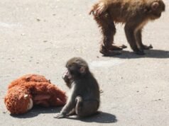 2 Αμερικανοί συνελήφθησαν στην Ιαπωνία επειδή σκαρφάλωσαν σε ιογενή σάλτσα μαϊμού για διάτρηση