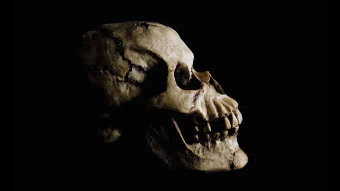 side-view-ancient-human-skull.webp.webp