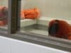 Ο γενικός εισαγγελέας της Καλιφόρνια θέλει να μεταρρυθμίσει τα κέντρα κράτησης μεταναστών